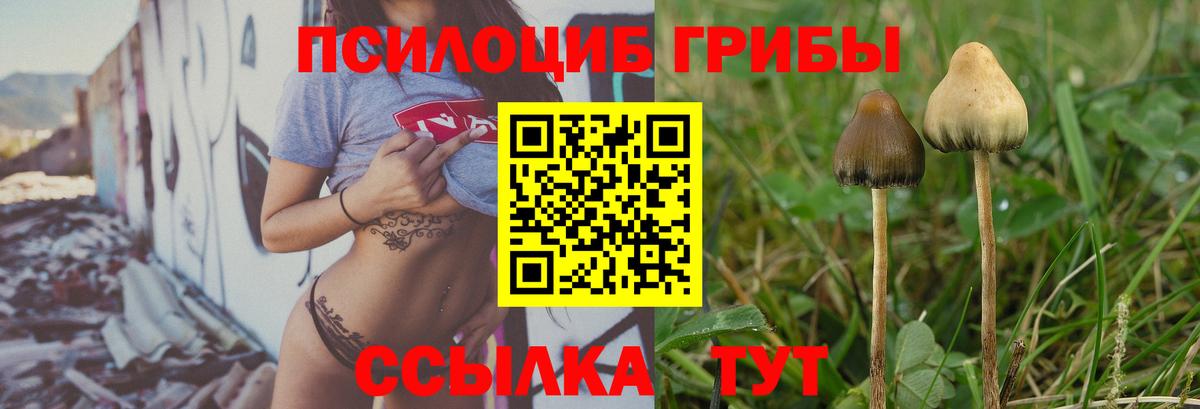 Галлюциногенные грибы Psilocybine cubensis  Псилоцибиновые грибы прущие грибы  Вход с VPN  Людиново 